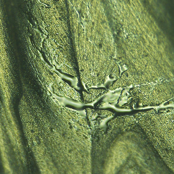 farbige Kachel bgcolor-green